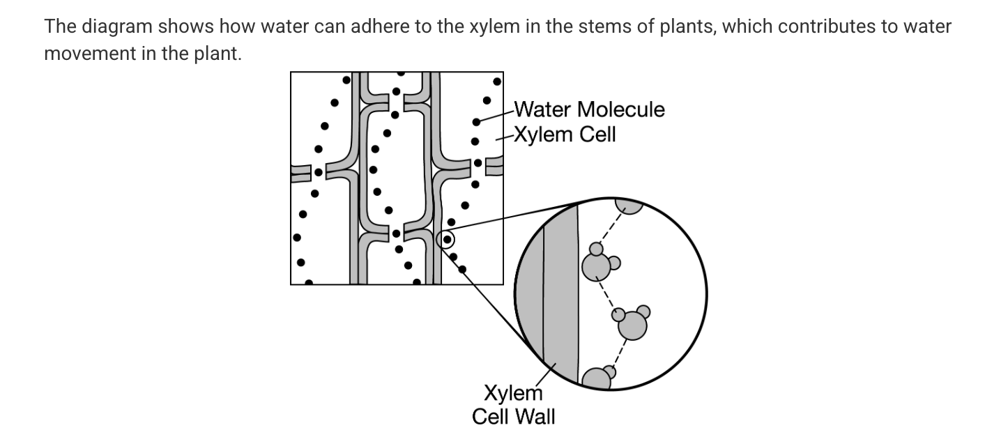 <p>Which of the following best explains how water is able to move upward from the roots of a plant, through its xylem in the stem, and out to the leaves?</p>