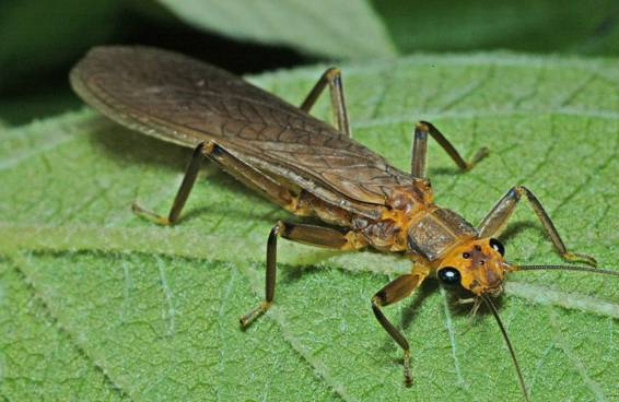 <p>square head, regular, slightly curved antennae, eyes on either side of head, small square thorax, six legs that look kind of segmented (like the “elbow” squeezed in on itself), and wings that are so long you can’t see abdomen. Wings are folded in on each other. Class Insecta, called stoneflies (perhaps because they’re grayish idrk)</p>