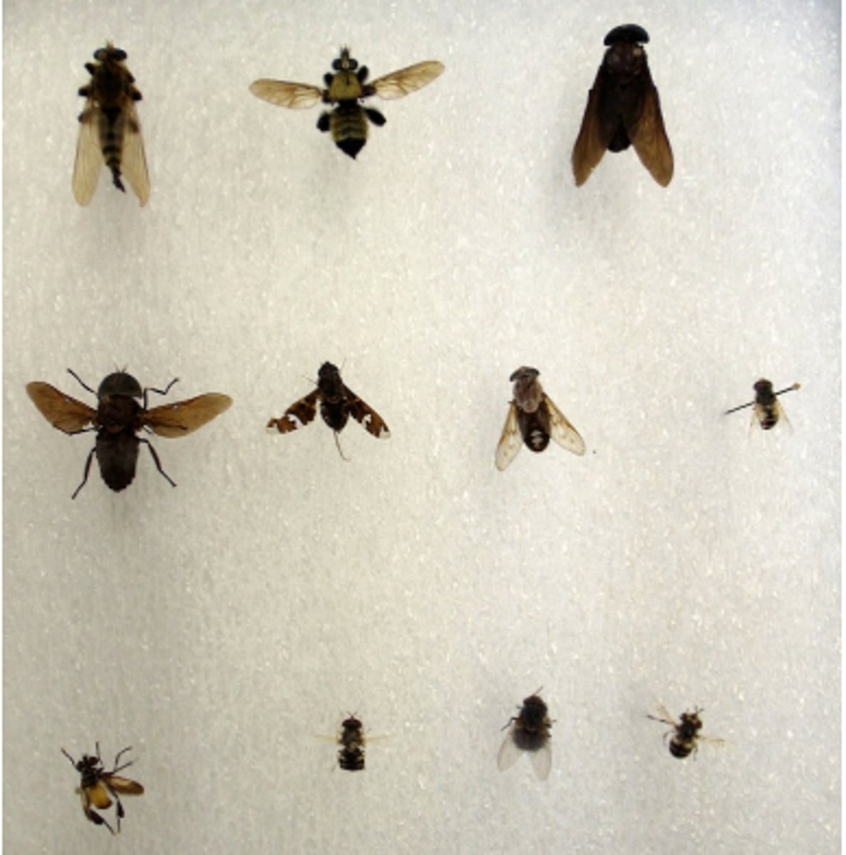 <p>Order of true flies.</p>