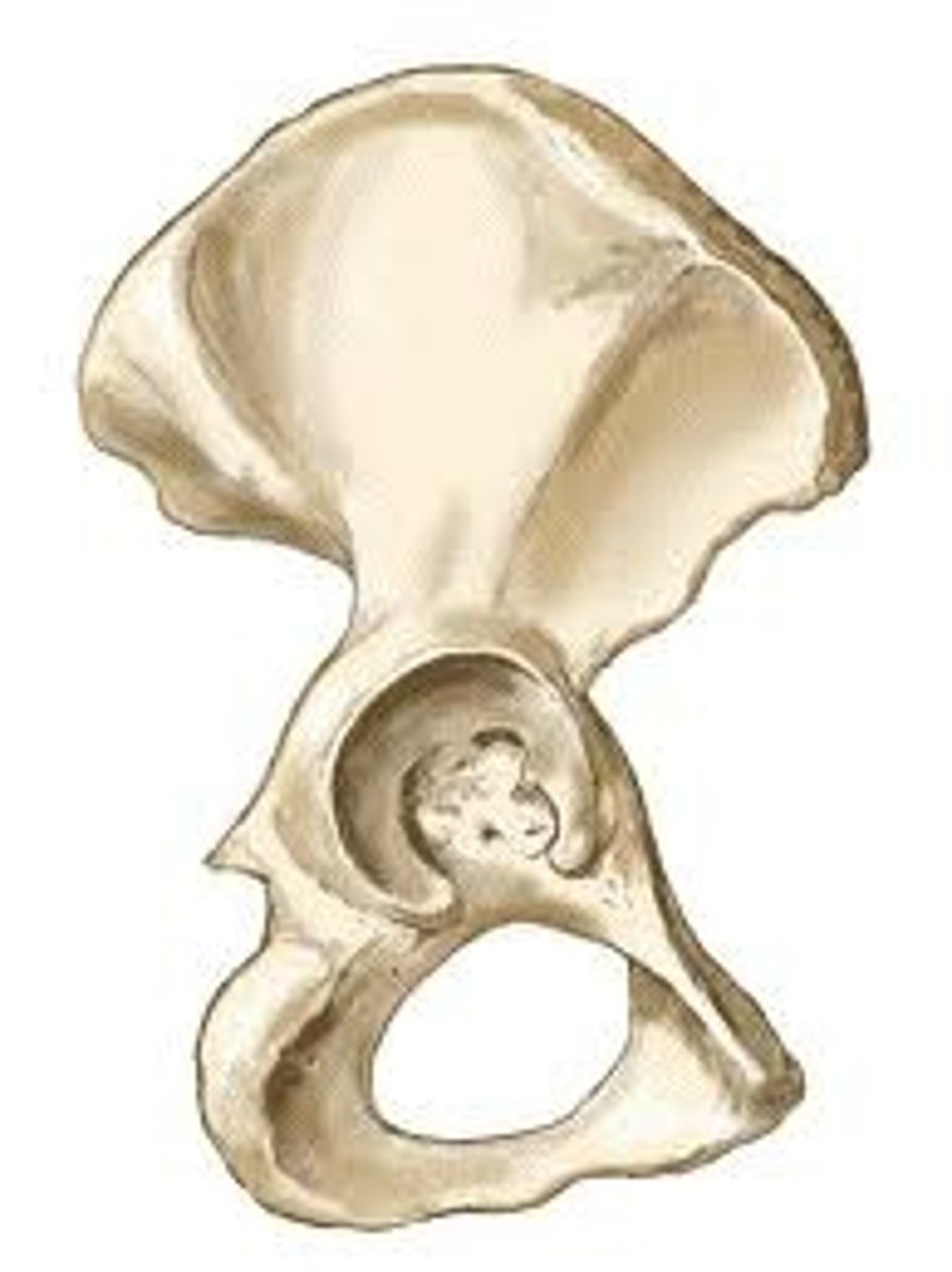 <p>aka os coxae, coxal bone, or innominate</p><p>*ilium, ischium, &amp; pubis</p><p>**separate bones until skeletal maturity (15-25 years)</p>
