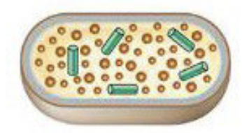 <p>Viral genome and proteins are synthesized through redirection of the host cell machinery</p>