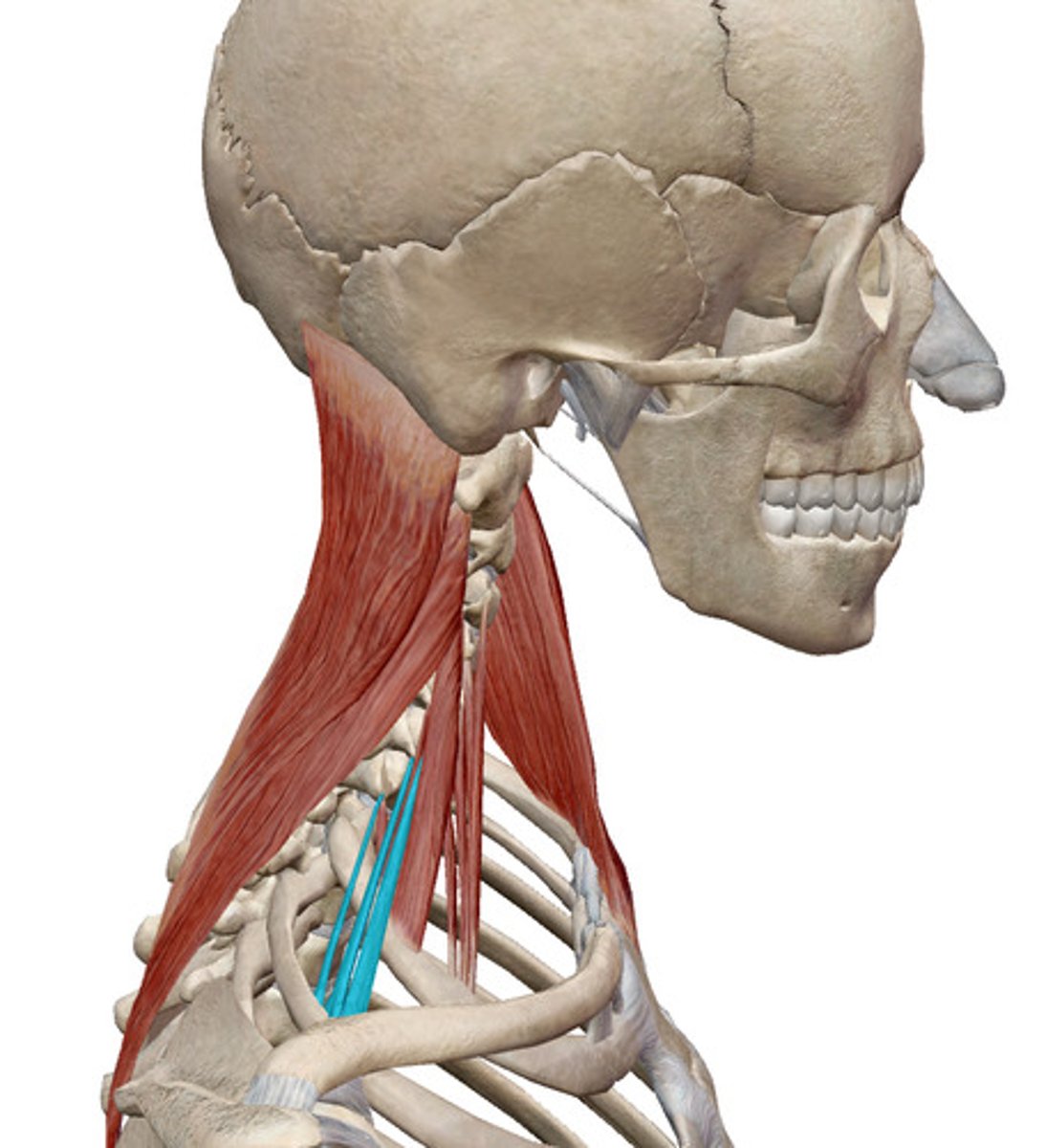 <p>What muscles is this?</p>
