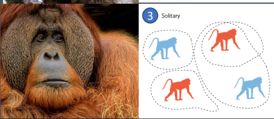 <ol><li><p>“dispersed <u>polygyny</u>”</p></li><li><p><u>Individuals </u>who <u>forage </u>for food <u>alone</u></p></li><li><p>Most <u>nocturnal primates </u>and <u>orangutans</u></p></li></ol><p></p>