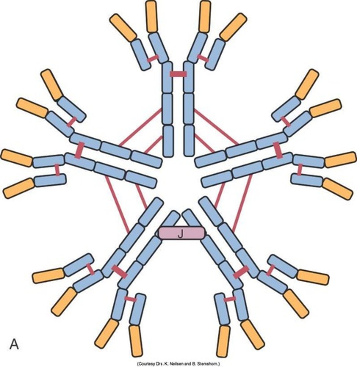 <p>IgG plays a major role in antibody-mediated defense mechanisms and is the smallest immunoglobulin, allowing it to easily escape blood.</p>