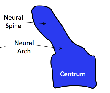 A vertebral type in tetrapods characterized by centrum fused parts and notochord remains