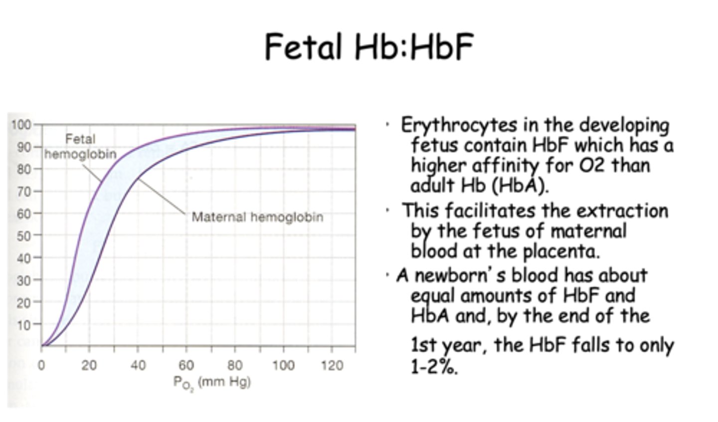 <p>placenta</p>