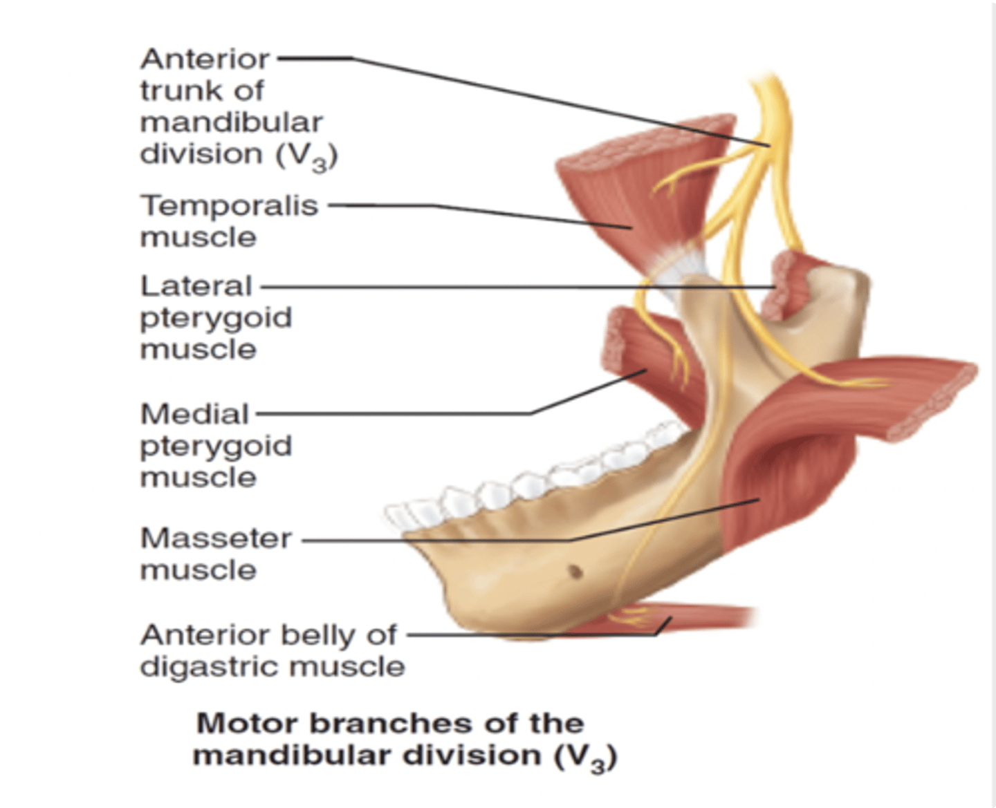 <p>Muscles of mastication</p>