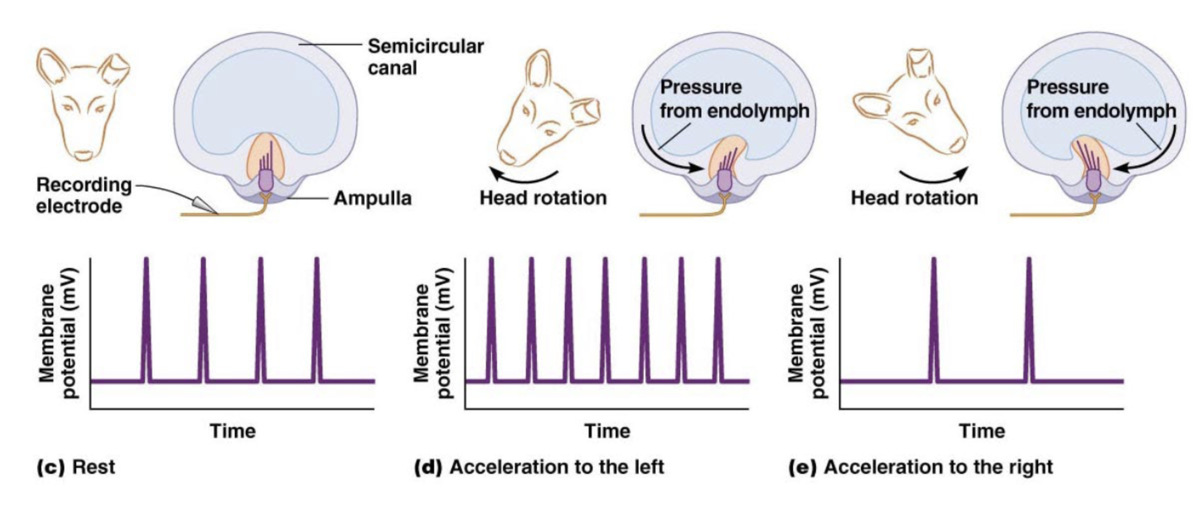 <p>Hair cells in ______ ____ deteect movements of the _____</p>