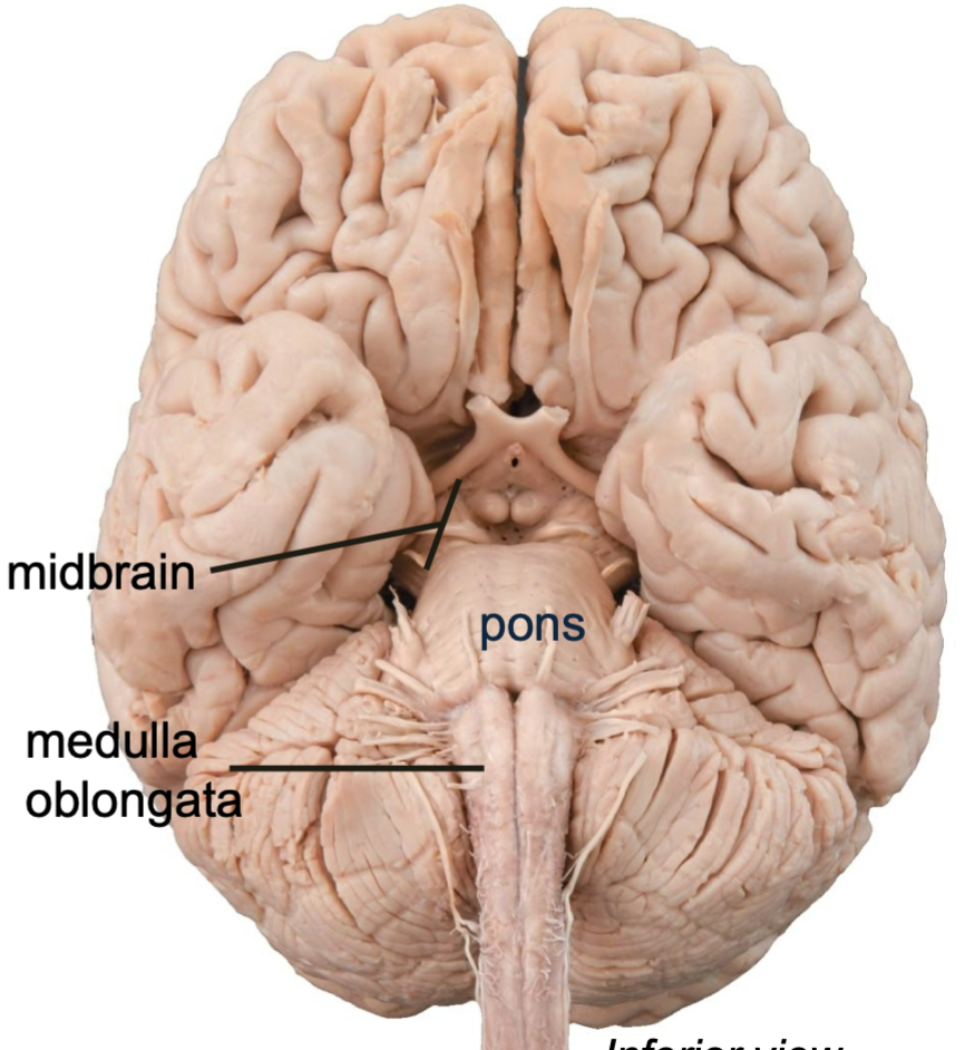 1. Connects cerebrum and spinal cord
2. Start of cranial nerves for innervation of the face and head
3. Autonomic and reflex centers needed for survival
4. Composed of 
- Midbrain
- Pons
- Medulla oblongata