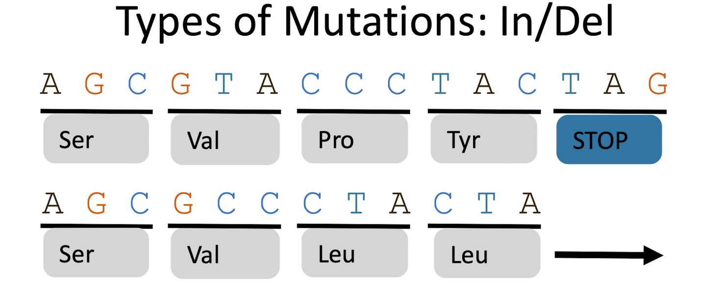 <p>Insertions or deletions shift the reading frame of codons, altering every amino acid after the mutation. Often leads to nonfunctional proteins</p>