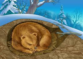 <p>Lowered metabolism in mammals conserving energy during winter.</p>