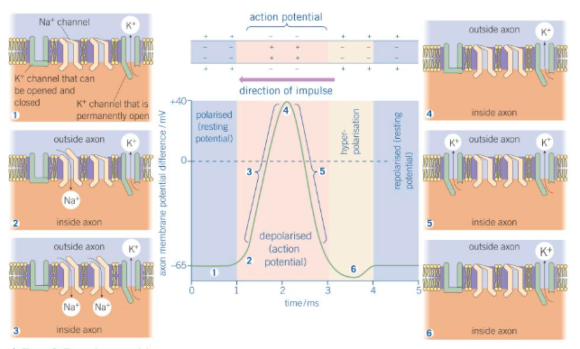 <p>The action potential:</p>