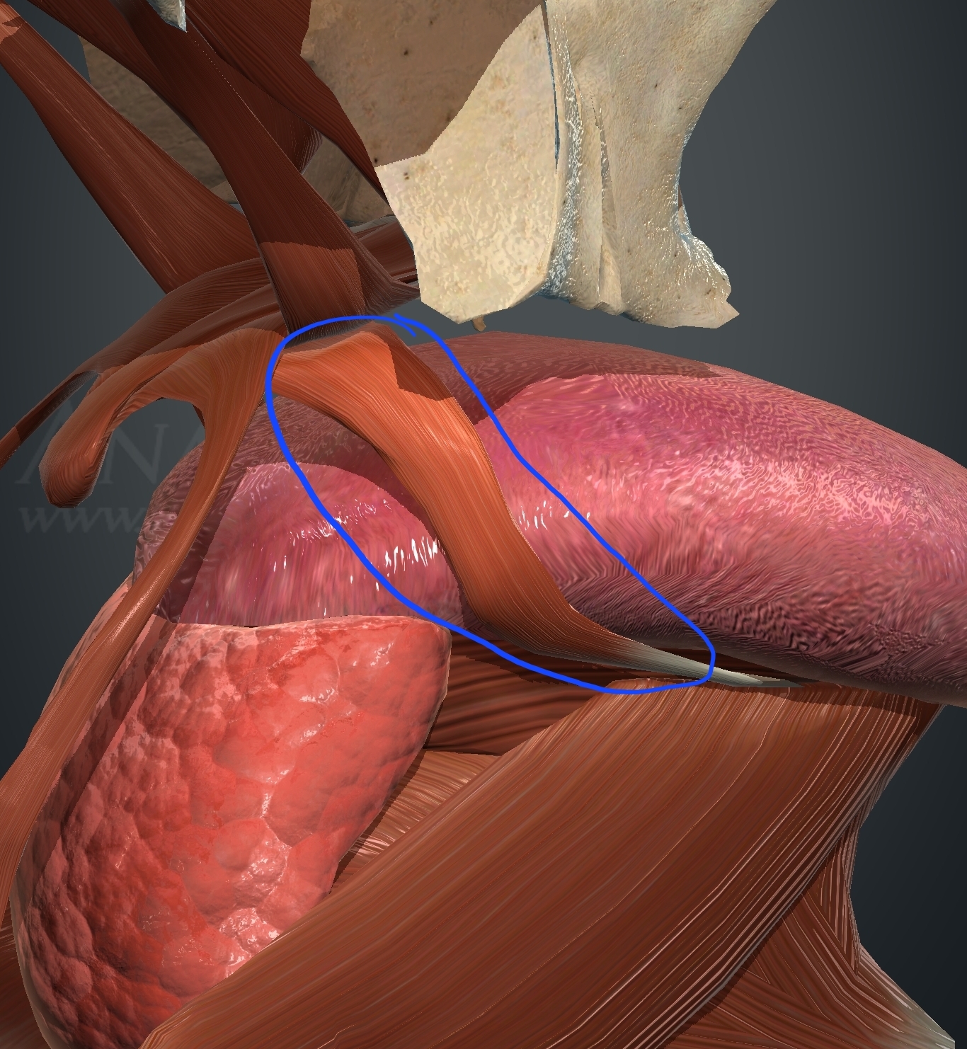 <p>What muscle is this?</p>