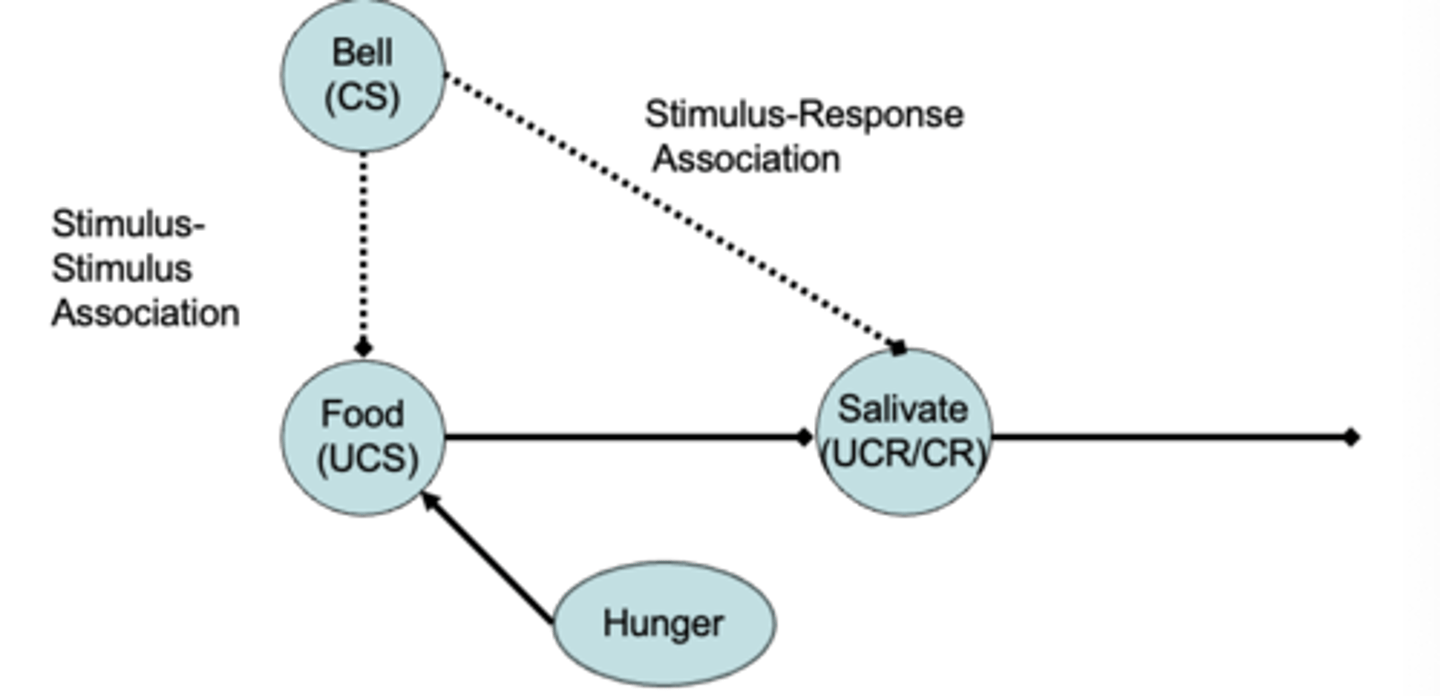 <p>- Food = unconditioned stimulus (UCS)<br>- Salivation = unconditioned response (UCR)<br>- Bell = conditioned stimulus (CS)<br>- Salivation = conditioned response (CR)</p>