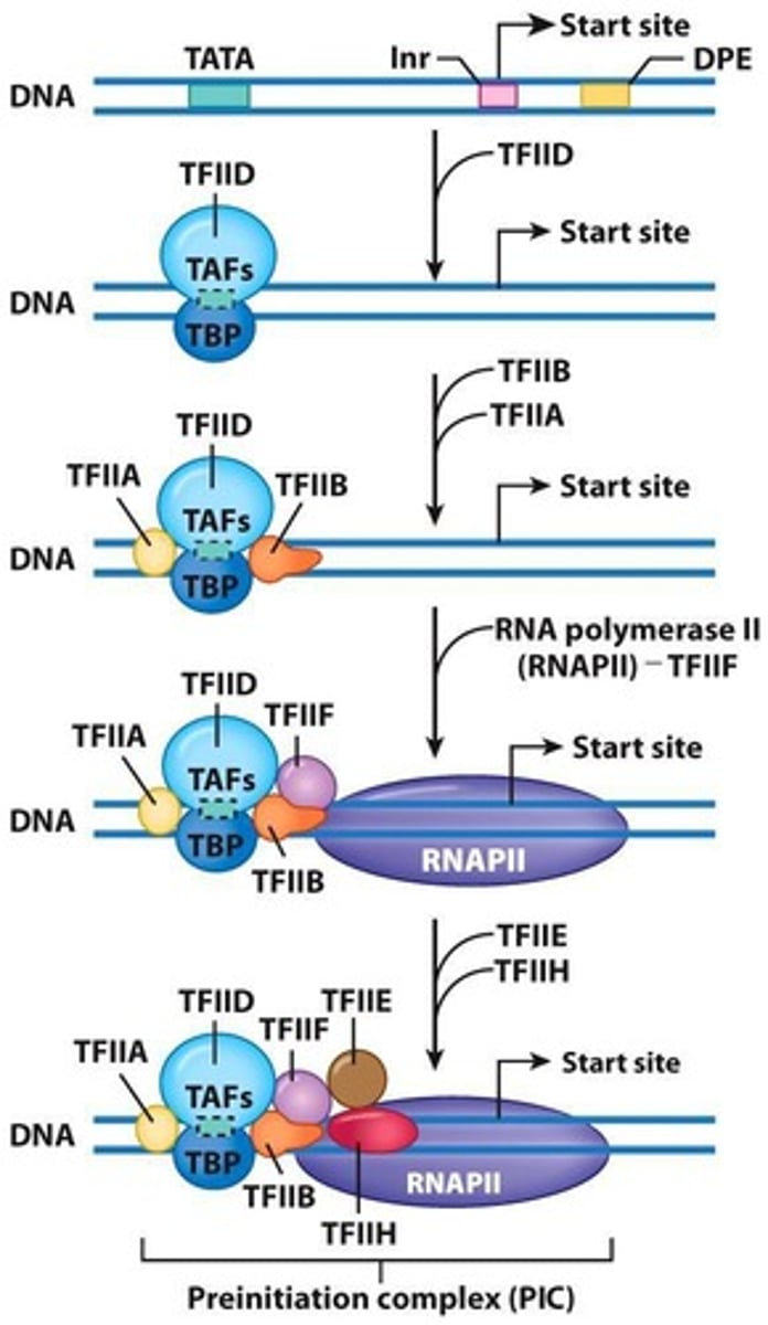 <p>Proteins forming preinitiation complex( PIC) with RNA polymerase II.</p>