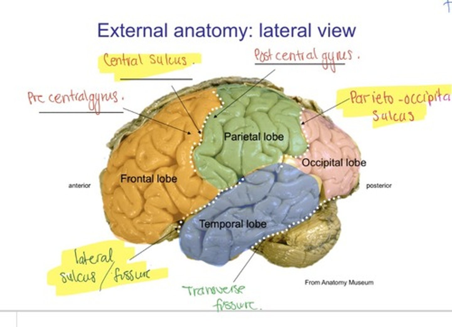 <p>longitudinal fissure, lateral sulcus, central sulcus, transverse fissure</p>