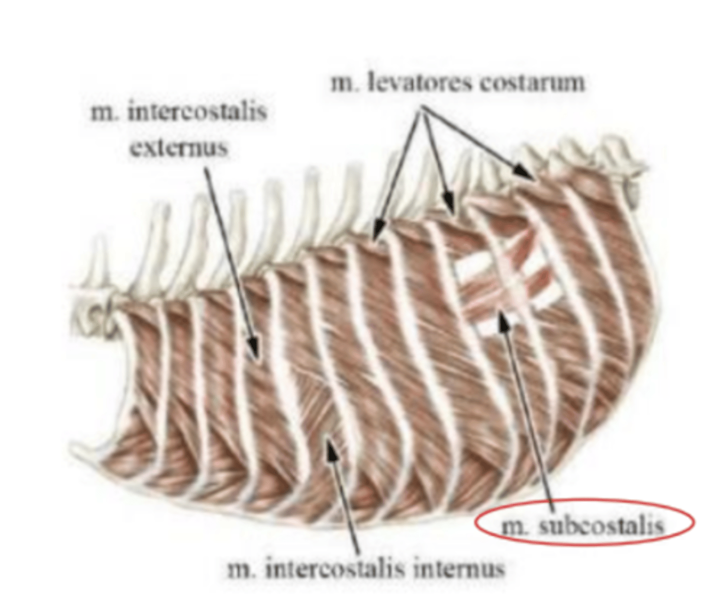 <p><span class="bgP">Innervate :</span>   intercostal nerves</p><p><span class="bgP">function</span> : support internal intercostal ms</p><p><span class="bgP">where :</span> btw proximals surfaces of the ribs</p>