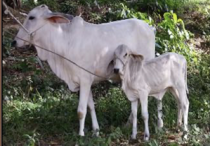 <ul><li><p>philippine cattle </p></li><li><p>thick and short horn </p></li><li><p>generally red in color</p></li></ul><p></p>