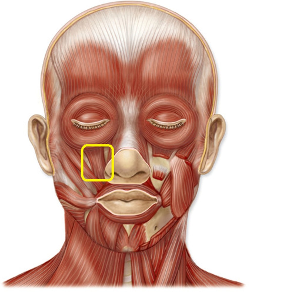 <p>elevates upper lip</p>