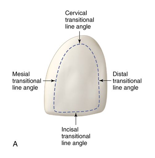 <p>Facial Line Angles </p>