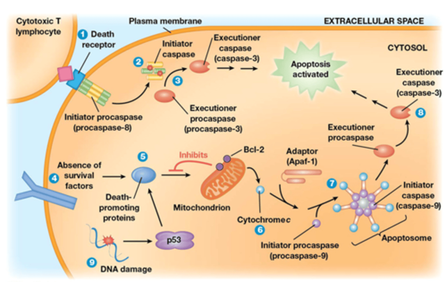 <p>De regeling van apoptose gebeurt via 3 verschillende manieren:</p><p>1. death receptor vormt zich als trimeer het ligand (een witte bloedcel die leidt tot celdood) bindt</p><p>-death receptor is een procaspase dat geactiveerd is vanaf het een trimeer is</p><p>-actieve death receptor is een protease, dit zal eiwitten afbreken</p><p>-de actieve death receptor zal zichzelf proteoliseren</p><p>2. na de zelf proteolise gaat het initiator caspase vrijkomen</p><p>3. initiator caspase gaat een executioner caspase proteoliseren</p><p>->de caspase gaat nog andere eiwitten proteoliseren en dit gaat apoptose uitlokken</p><p>2 voorbeelden kennen van de Death receptor:</p><p>bv. Fas receptor (ligand is FasL)</p><p>Bv. TNF receptor (ligand is TNF)</p><p>4. Absence of SV (bv insuline) kan leiden tot apoptose Als AKT niet gefosforyleerd/geactveerd is zal Bad (blauw eiwit 5.) niet gefosforyleerd worden</p><p>-Bcl2 is anti-apoptose: op het buitenste membraan van mitochondrien</p><p>Bad wint: apoptose</p><p>Bcl2 wint: geen apoptose</p><p>Cyt C heeft nog functies naast de elektronen transportketen: het is een moonlighting eiwit!</p><p>6. Cyt C heel belangrijk in de apoptose, het wordt gesecreteerd</p><p>- Cyt C gaat interageren met een adaptor en met een initiator procaspase</p><p>7. Deze 3 dingen vormen een complex: het apoptosoom, het proteoliseert het executioner procaspase </p><p>8. dit leidt tot de vorming van executioner caspase </p><p>9. DNA damage </p><p>-leidt tot stabilisatie van p53 </p><p>-expressie van PUMA (vb van blauwe eiwit 5), het inhibeert Bcl2</p><p>... zie hierboven bij absence of SV voor stap 6,7 en 8</p><p>https://mediaplayer.pearsoncmg.com/assets/sci-fwt-induction-of-apoptosis-by-cell-death-signals</p>