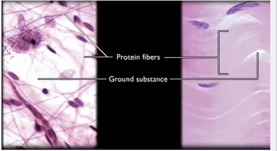 <ul><li><p><strong>Protein Fibers</strong></p></li><li><p><strong>Ground Substance</strong></p></li></ul><p></p>