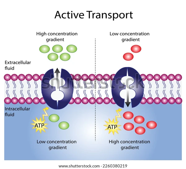 <p>active transport</p>