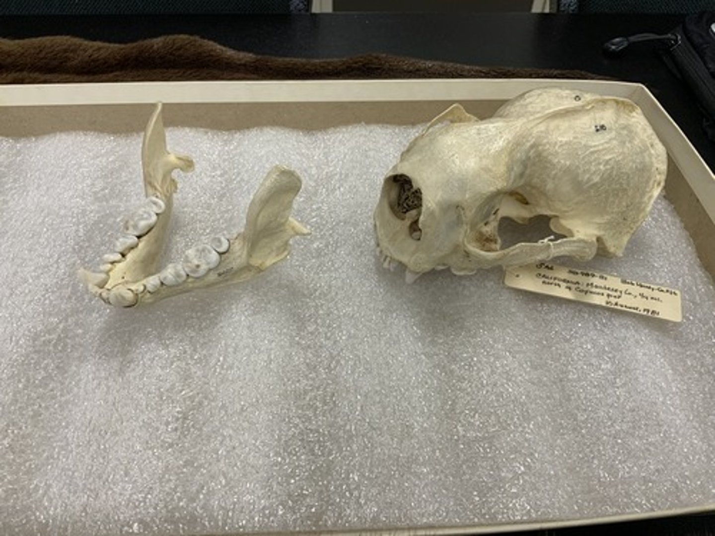 <p>Genus, species</p><p>-3/2 I</p><p>-wide, flat molars</p><p>-blocky skull</p>