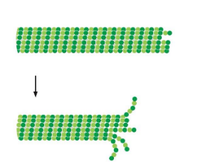 <p>if end hydrolyzes to GDP, cap is lost</p><p>tubulin GDP interactions are less stable</p><p>rapid disassembly occurs</p><p>cap is dynamic — maintained by the<strong><u> rate</u></strong>&nbsp;of growth</p>