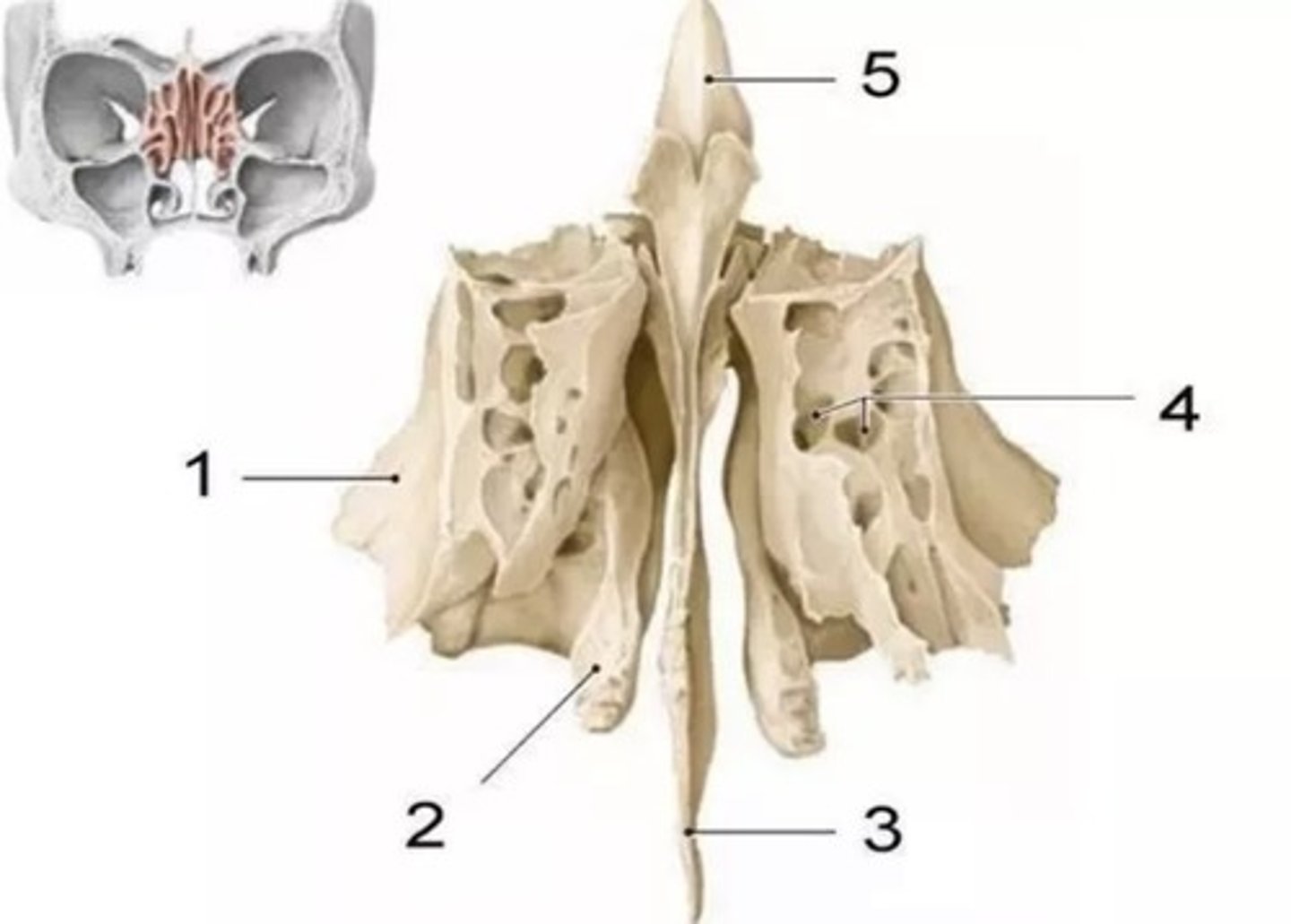 <p>What is 5?</p>