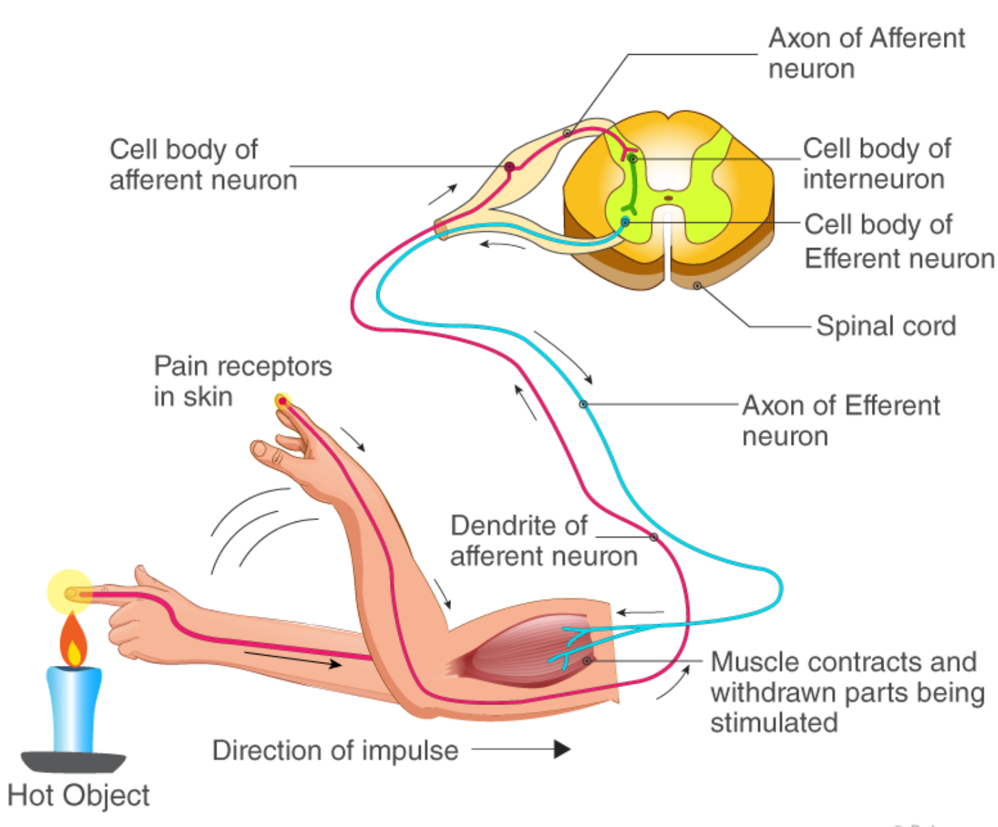 <p>The CNS would send out nerve alert to the right effector such as muscle or a gland. The muscles would be more big than from the gland</p>