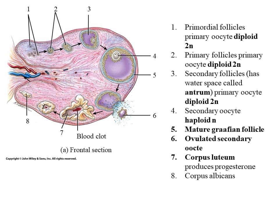 <ol start="7"><li><p>Corpus Luteum</p></li></ol>