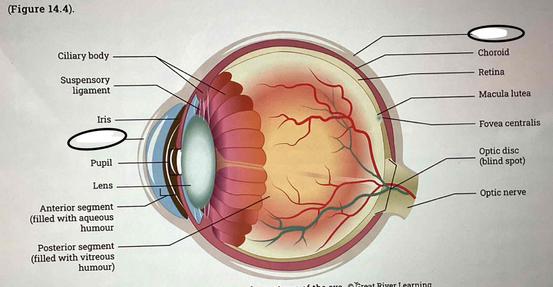 <ul><li><p><strong><span>Cornea</span></strong></p></li><li><p><strong><span>Sclera</span></strong></p></li></ul>