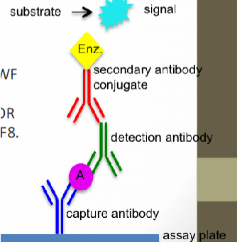 <p>lab test for factor FVIII binding assay VWF:FVIIIB</p><ul><li><p><span>Measures the binding of FVIII to VWF</span></p><ul><li><p><span>96 well plates coated with anti-human VWF</span></p></li><li><p><span>incubated with plasma samples</span></p></li></ul></li><li><p><span>Peroxidase-conjugated anti-vwf (sandwich) OR peroxidase conjugated anti-human F8</span></p></li><li><p><span>Std curve with dilutions of PNP</span></p></li><li><p><span>Color generation is detected</span></p></li></ul><p></p>