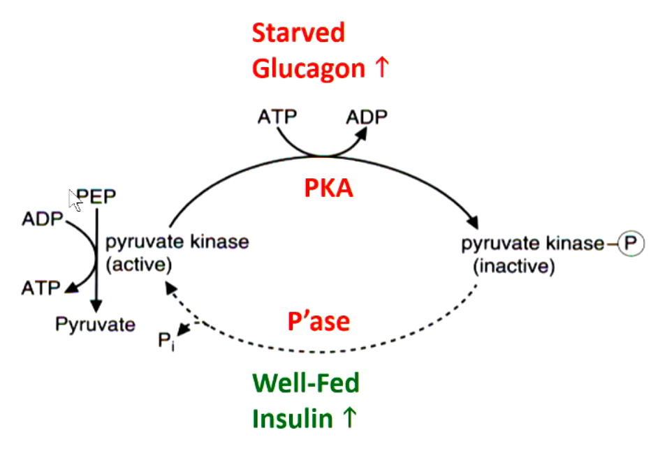 <p>protein kinase A (PKA) enzyme phosphorylates pyruvate kinase and turns it inactive (in response to glucagon)</p><p>phosphatase enzyme dephosphorylates inactive pyurvate kinase into active form (in response to insulin)</p>