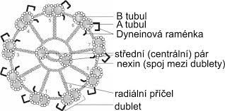 <p>zabezpečuje <strong>pohyb</strong></p><p>z mikrotubulov <strong>9+2</strong><br>prechodná časť<br>kinetozóm - kotví bičík v cytoplazme</p>