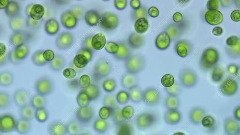 <p>kingdom: protista </p><p>Phylum: chlorophyta</p><p>Order: Chlamydomonales</p>