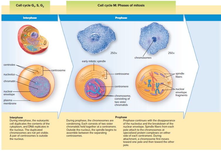 Phases of mitosis in animal cells.