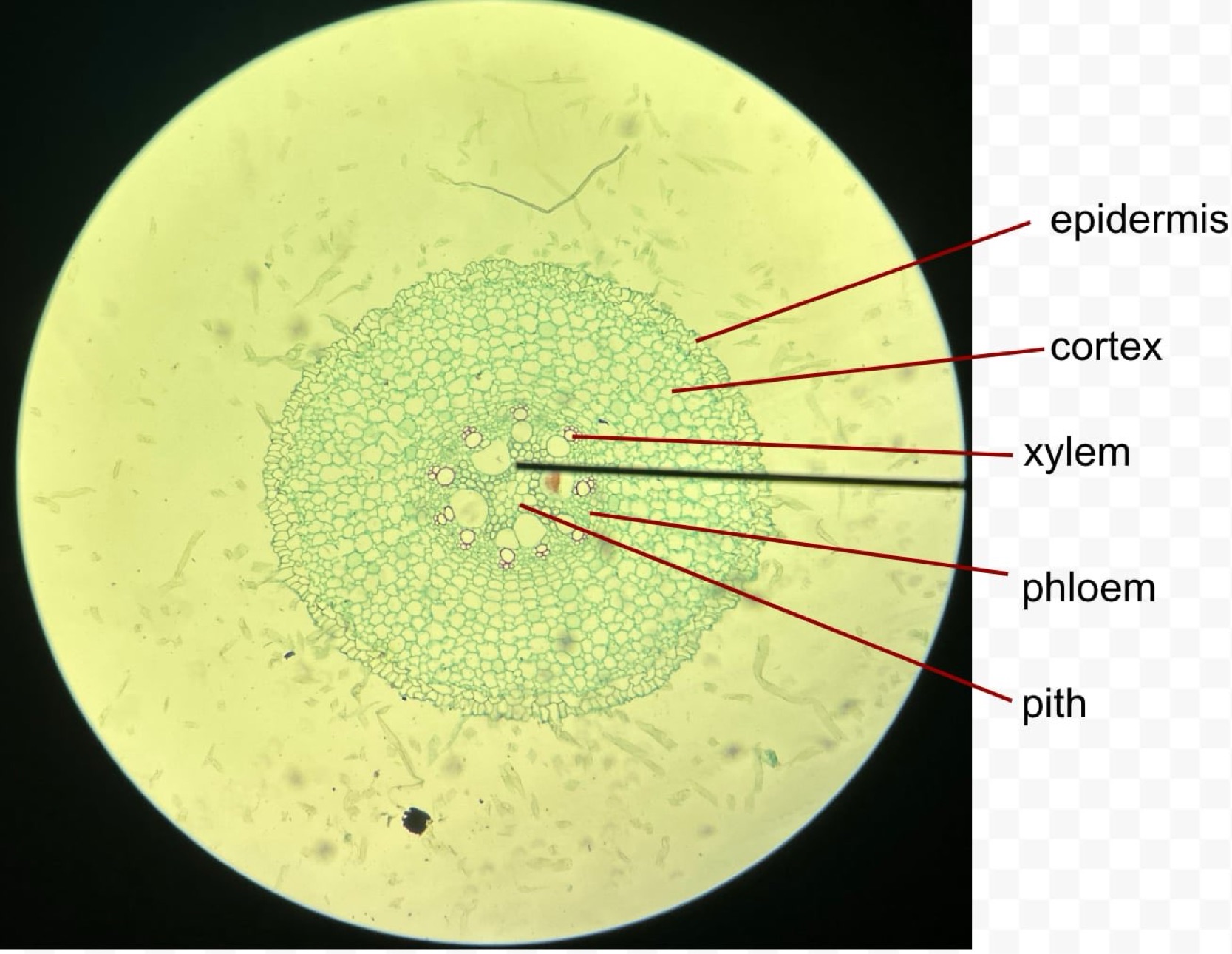 <p>identify the specimen</p>