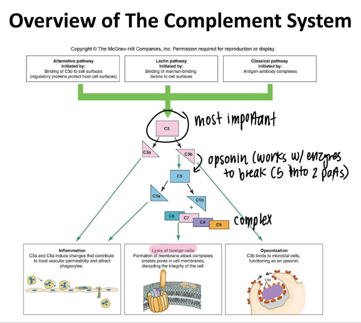 <ol><li><p>inflammation (c3a c5a) </p></li><li><p>lysis (c5b MAC) </p></li><li><p>opsonization (c3b) </p></li></ol>