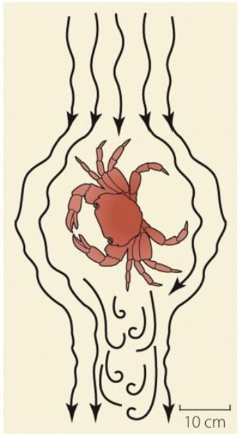 <p>Does this organisms have a high or low reynolds number? Why?</p>