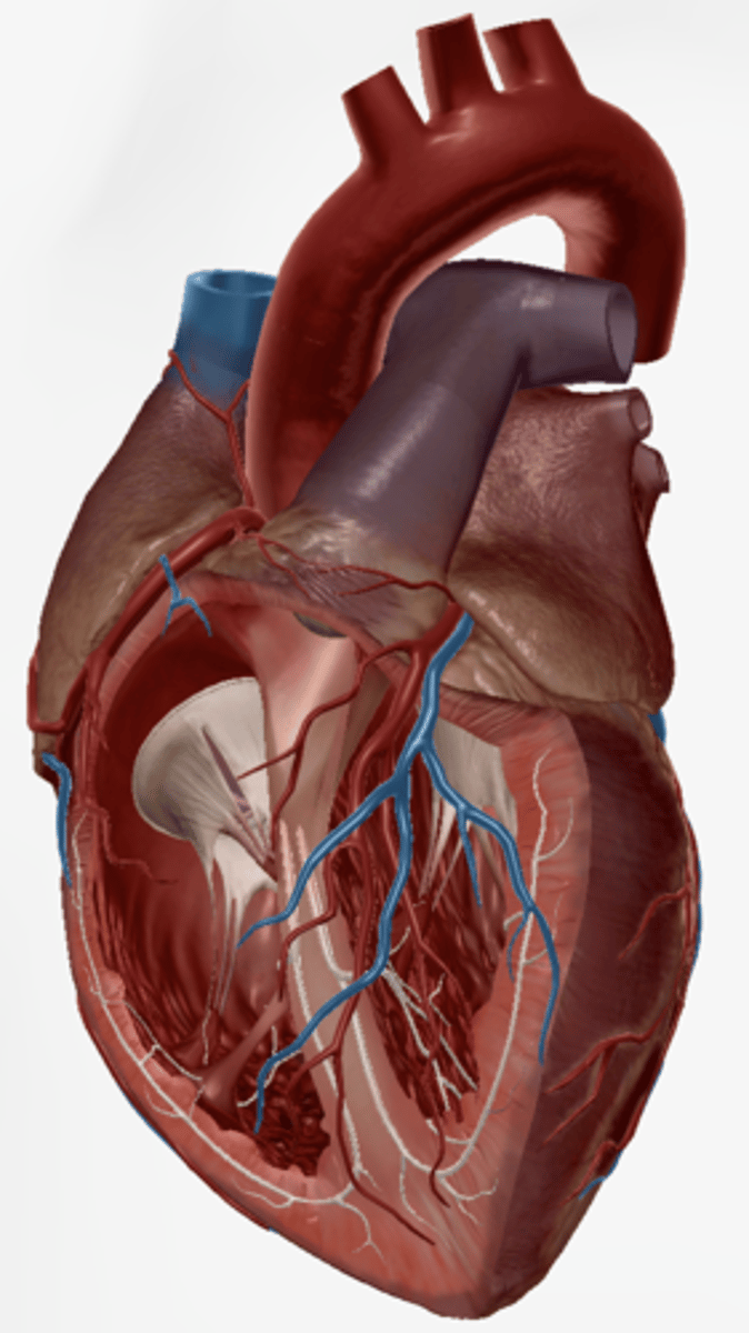 <p>a curved blood vessel from which arteries branch to the head and neck.</p>