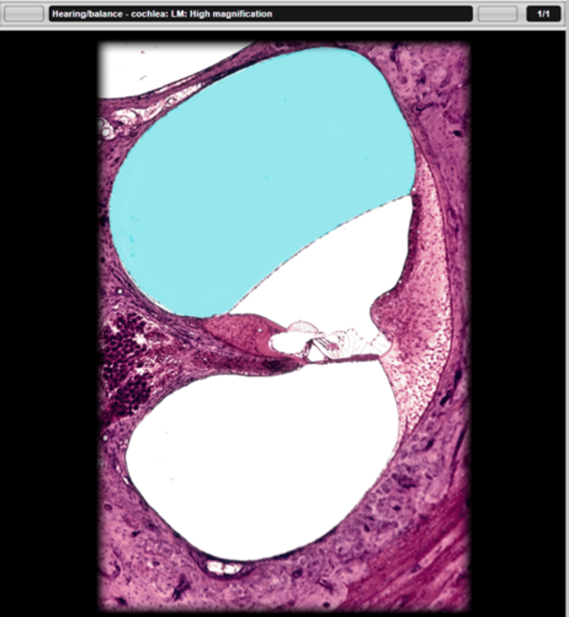 <p>name the part in blue</p>