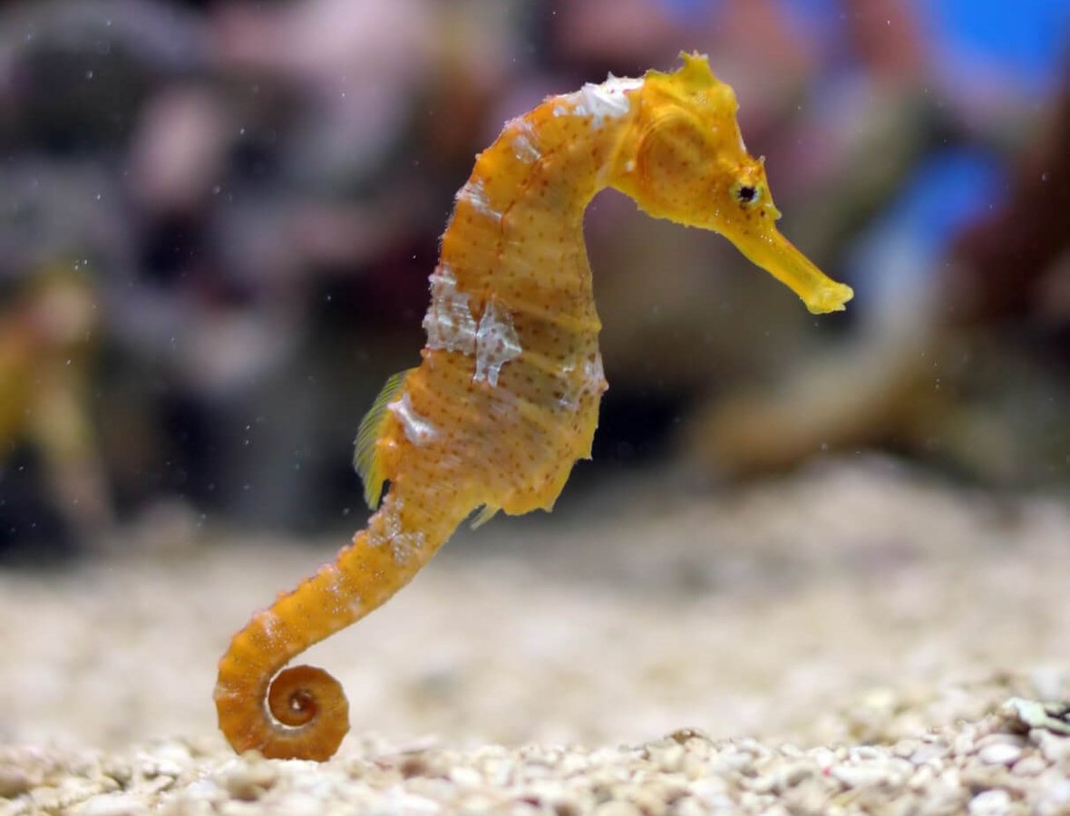 <p>Hippocampus (Sea Horse)</p>