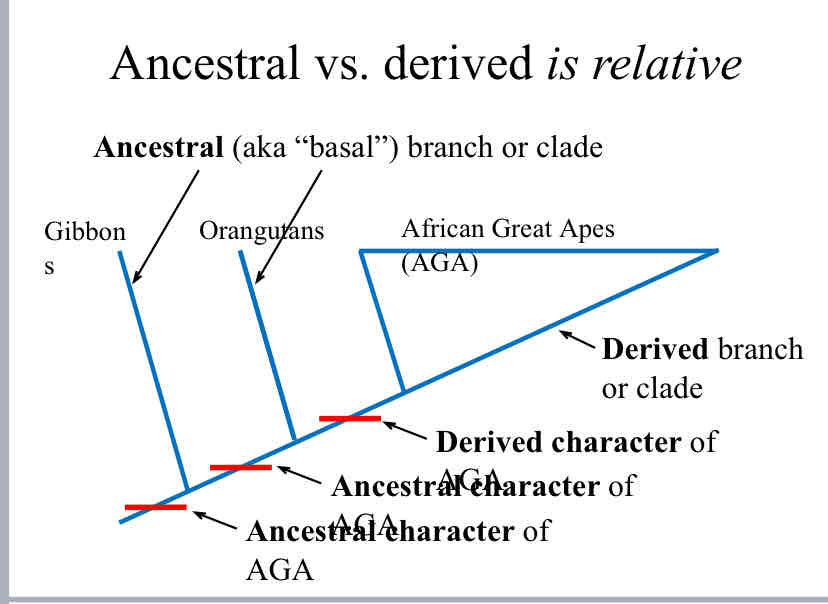 <p>Ancestral vs. Derived traits are</p>