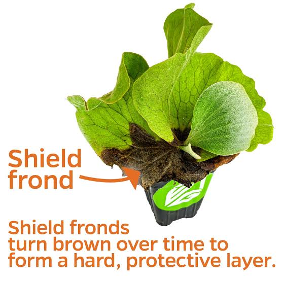 <p>Shield fronds</p>