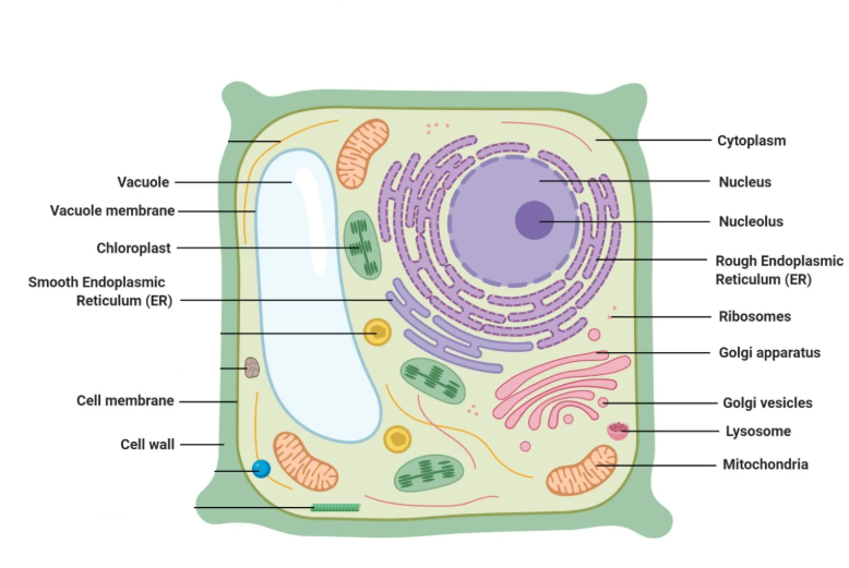 <ol><li><p>Vacuole</p></li><li><p>Vacuole membrane</p></li><li><p>Chloroplast</p></li><li><p>Smooth Endoplasmic Reticulum</p></li><li><p>Cell membrane</p></li><li><p>Cell wall</p></li><li><p>Cytoplasm</p></li><li><p>Nucleus</p></li><li><p>Nucleolus</p></li><li><p>Rough Endoplasmic Reticulum</p></li><li><p>Ribosomes</p></li><li><p>Golgi apparatus</p></li><li><p>Golgi vesicles</p></li><li><p>Lysosme</p></li><li><p>Mitochondria</p></li></ol><p></p>