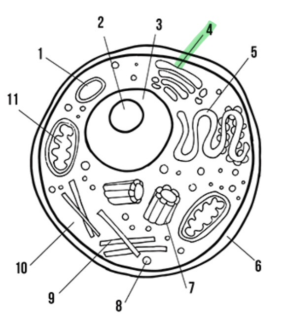 <p>What’s the highlighted area called</p>