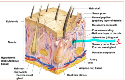 <p>An involuntary muscle fiber attached to the underside &amp; base of the hair follicle</p>