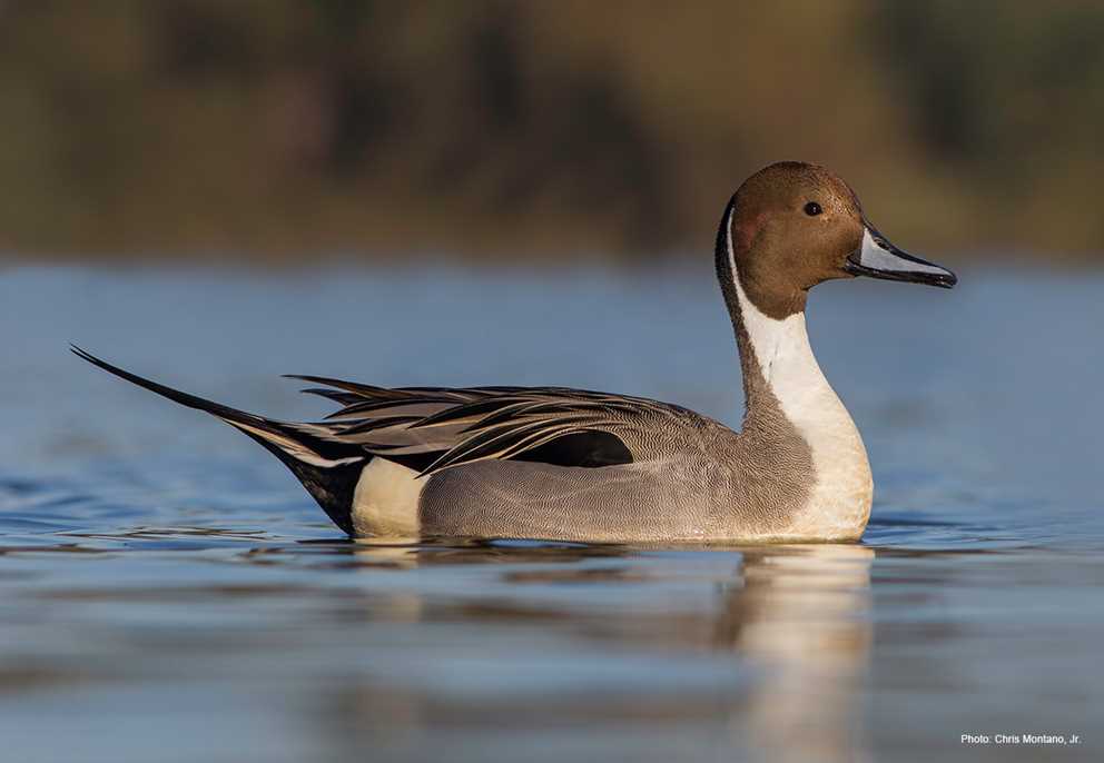 <p>Northern Pintail</p>